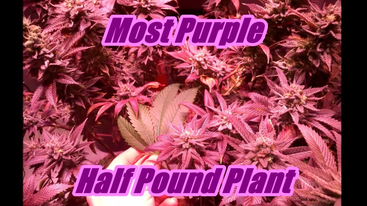 Most Purple Half Pound Plant