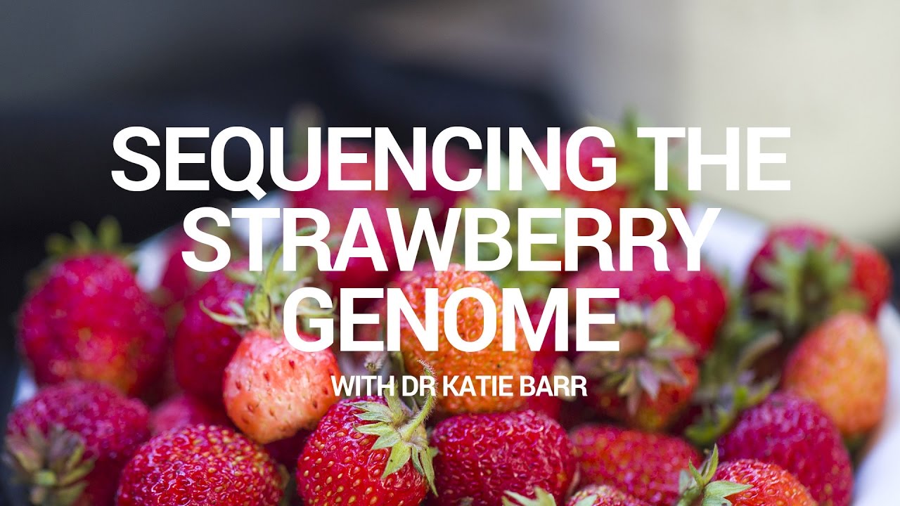 Sequencing The Strawberry Genome