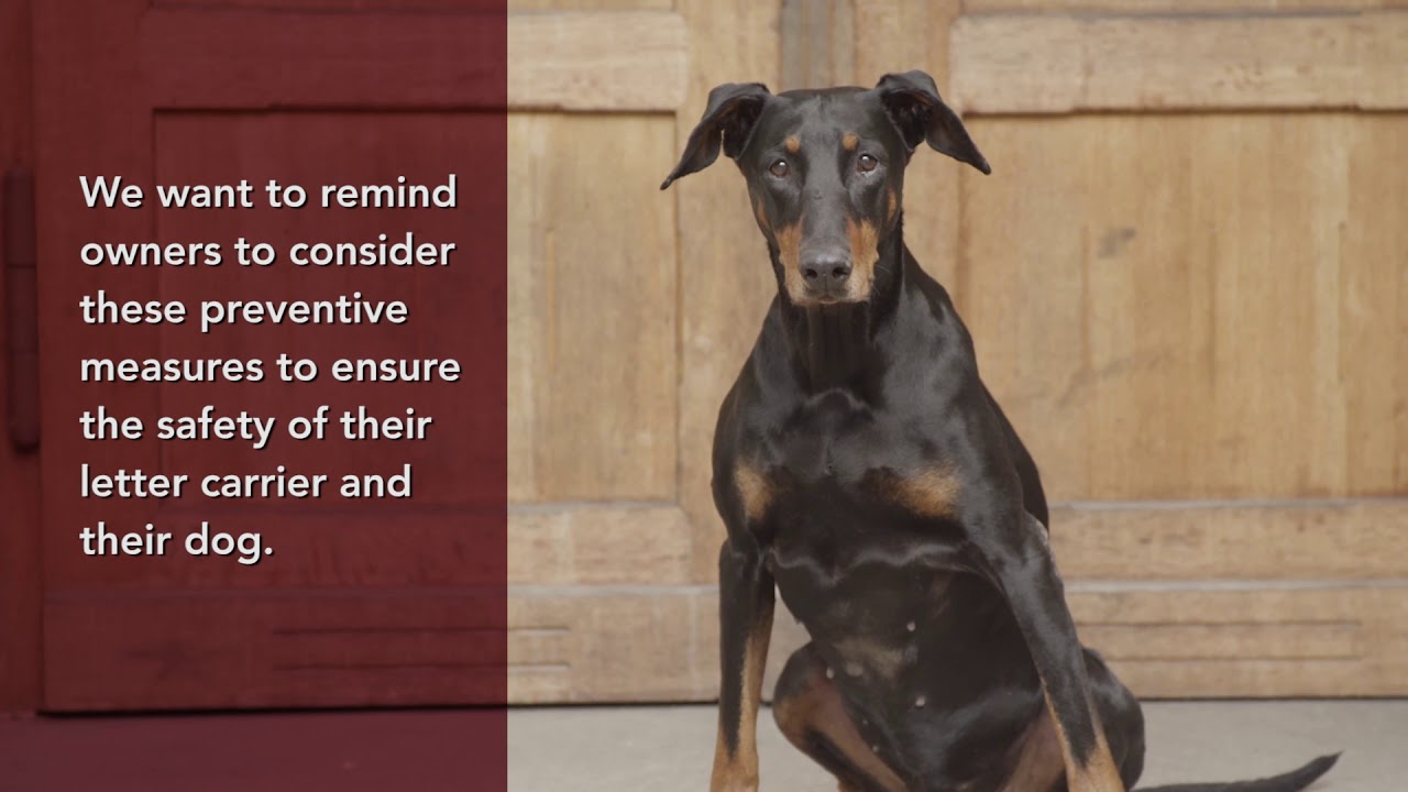 Dog Bite Prevention and Awareness Tips