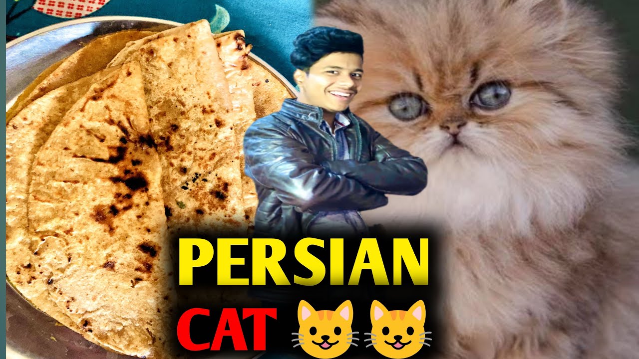 Persian Cat Ke Baby Mil Gy 😘 Finally Parathe Bana Liye 😇 