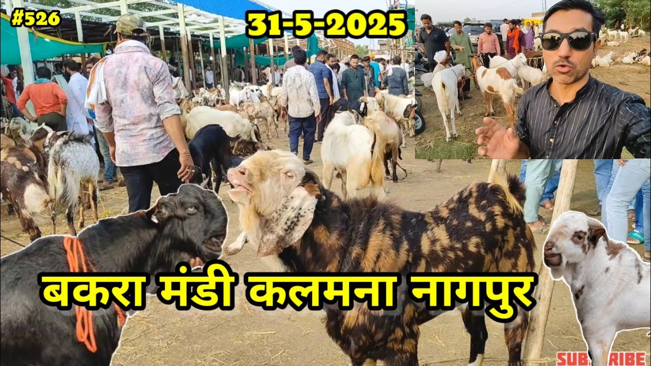BakraMandi Kalamna Nagpur || बकरा मंडी कलमना नागपुर || नागपुर बकरा मंडी 2025 ||