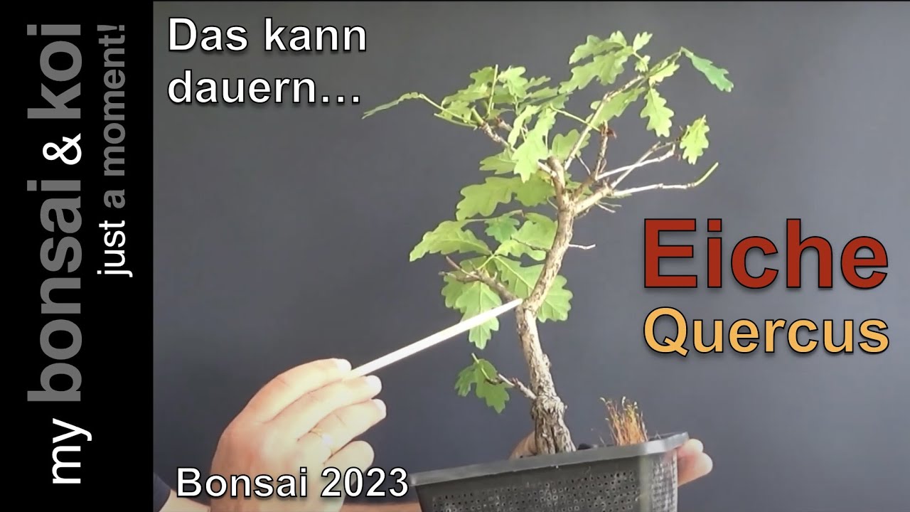 Bonsai 2023-64 - Eiche - Quercus - die kleine Eiche, das kann dauern