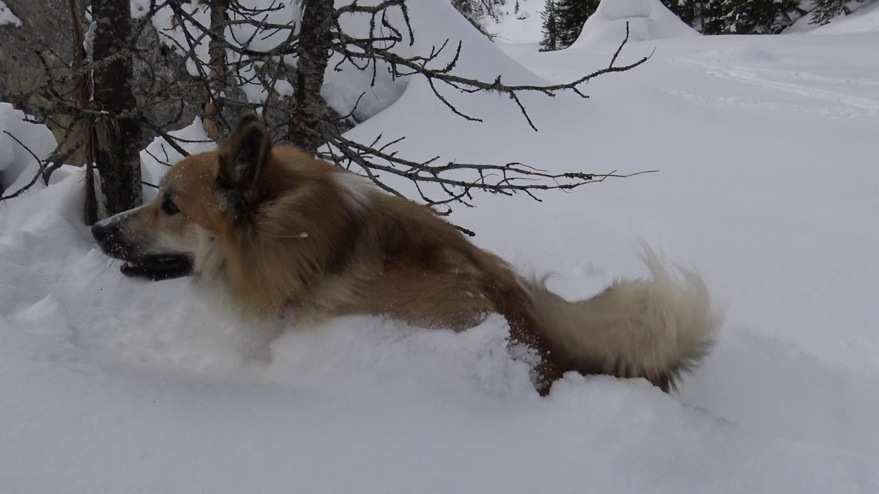 Islandhund