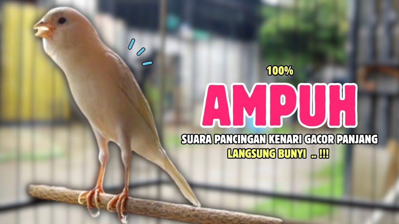 Kenari GACOR Panjang - Suara PANCINGAN Kenari PAUD Belajar Bunyi Ngeriwik #660