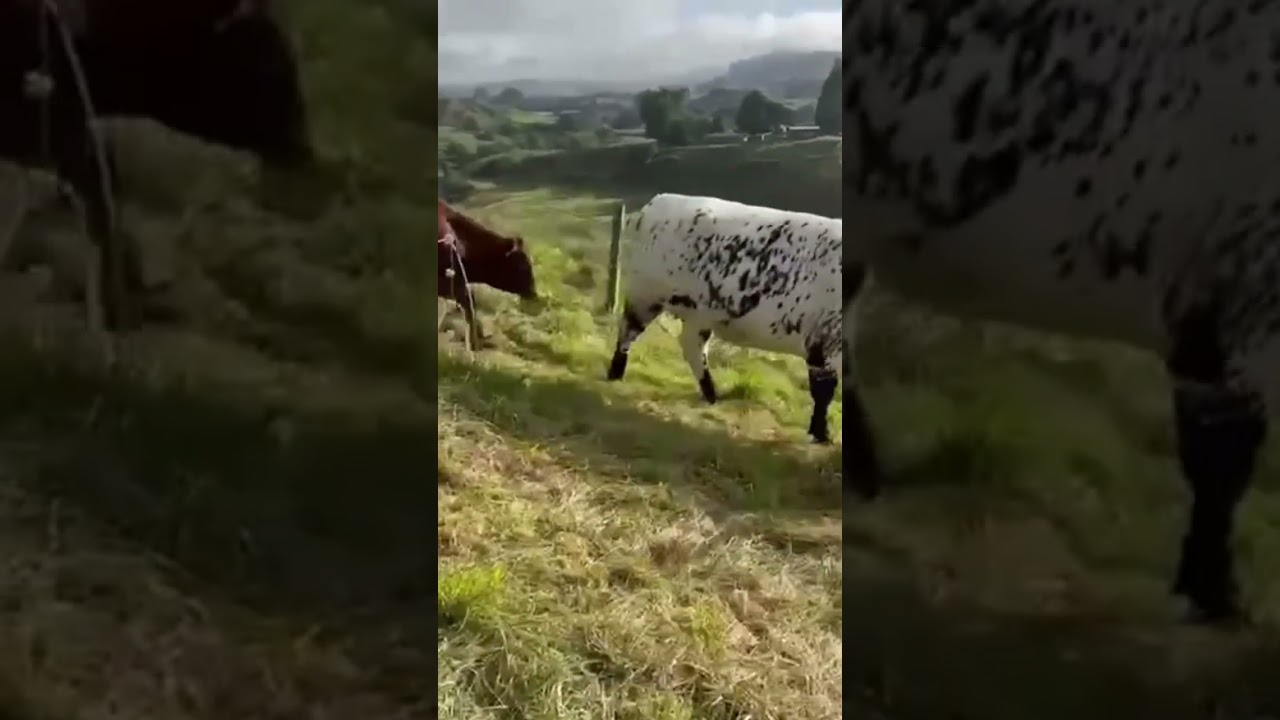 Come move my moos with me - Part 2 #domarifarm #dondonsplace #myheartandsoul @Domarifarm 