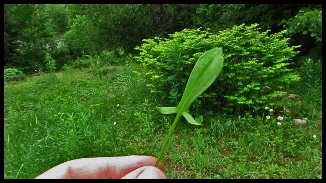 Discovering Sour Grass for your salads
