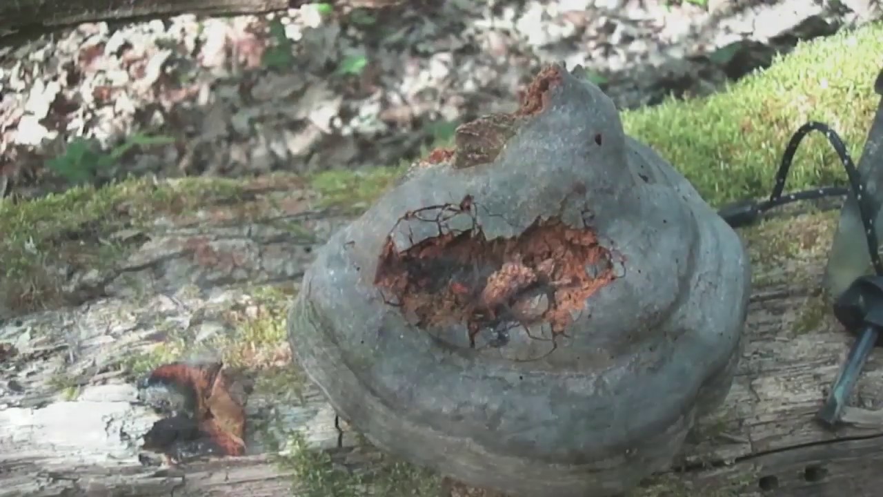 🔥 Champignon amadouvier : une braise, un feu (astuce de survie)