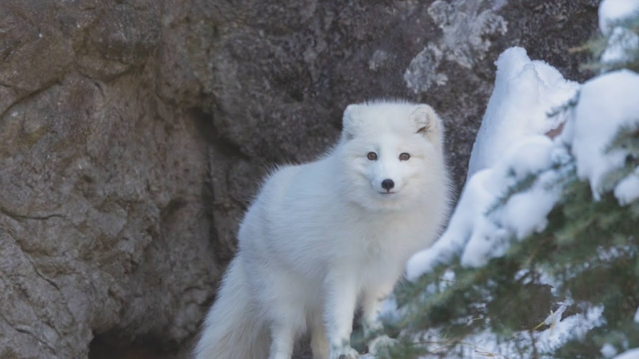 Snow days at the North Carolina Zoo