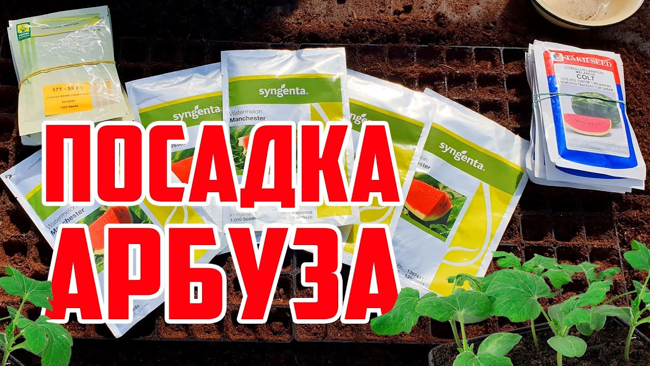 Посадка арбузных семян в кассеты 22 04 20