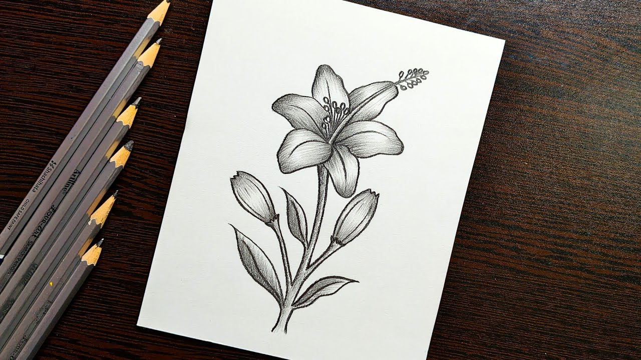 Lily Flower Drawing || How to Draw Lily Flower Step by Step || Pencil Sketch Lily Flower Drawing...