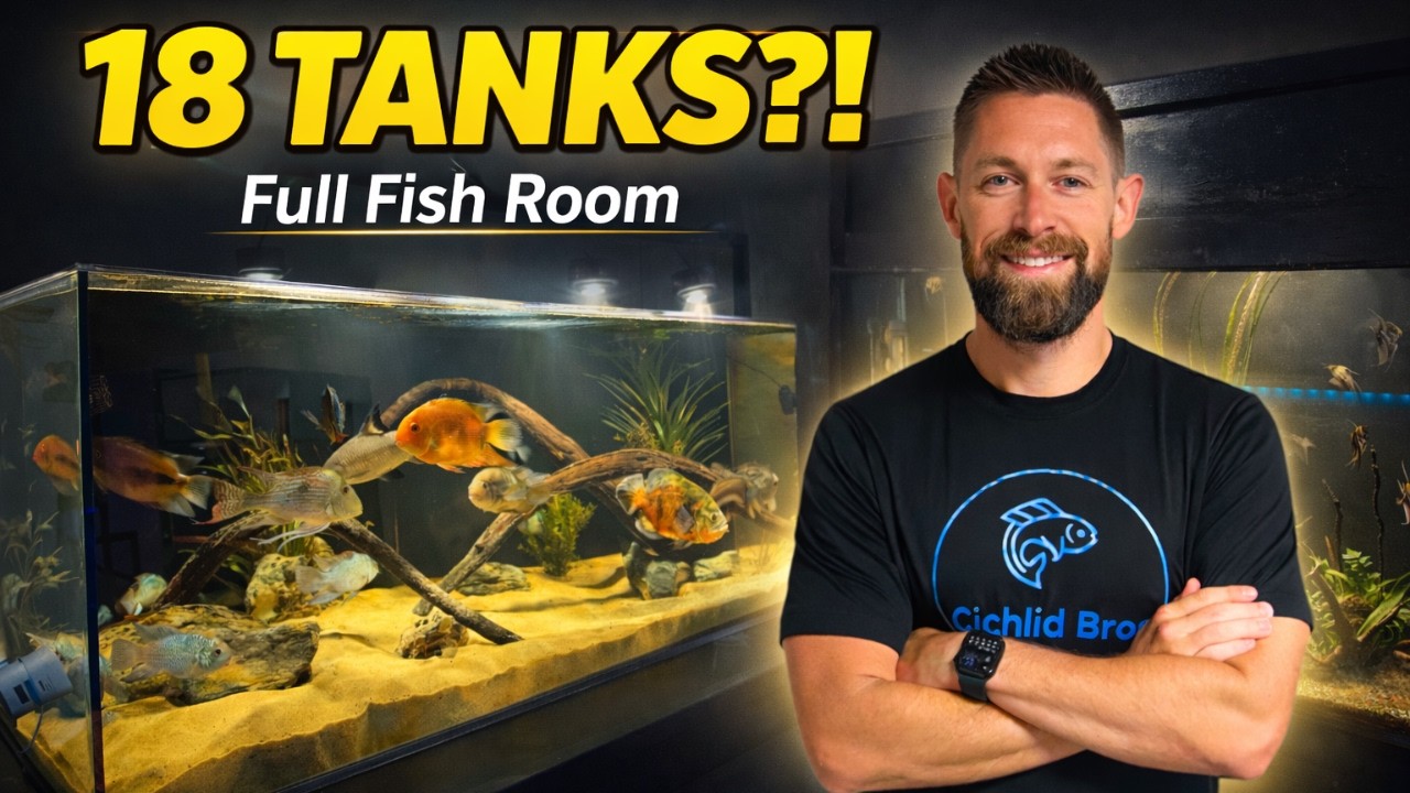 All of My Aquariums & Cichlids! (Massive Fish Room Tour)
