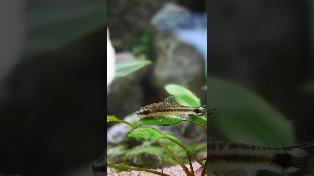 Freshwater friends 🫧 #aquascaping #aqualife #aquascape #aquarium #aquariumhobby #aquaticlife