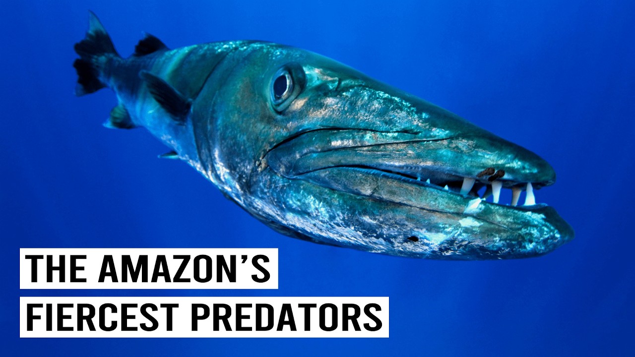 2+ Hours Of Encountering The Amazon&rsquo;s Deadliest Fish: Vampire Fish, Barracudas & More!