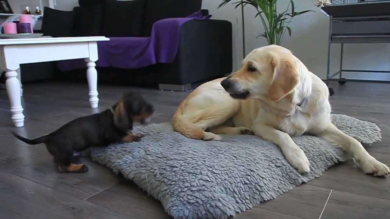 Meet Barney. The cutest Teckel pup plays with Golden Retriever Indy