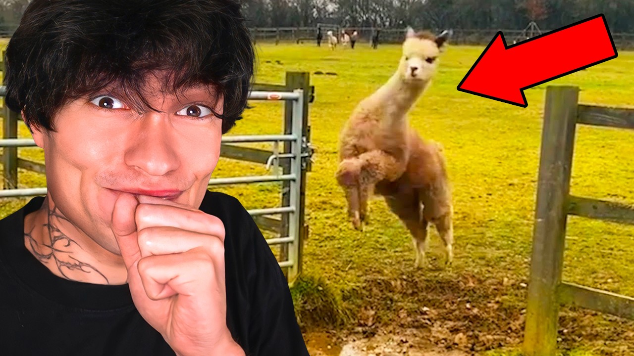Je PLEURE de RIRE (ou pas) aux vidéos d'animaux les plus DRÔLES !