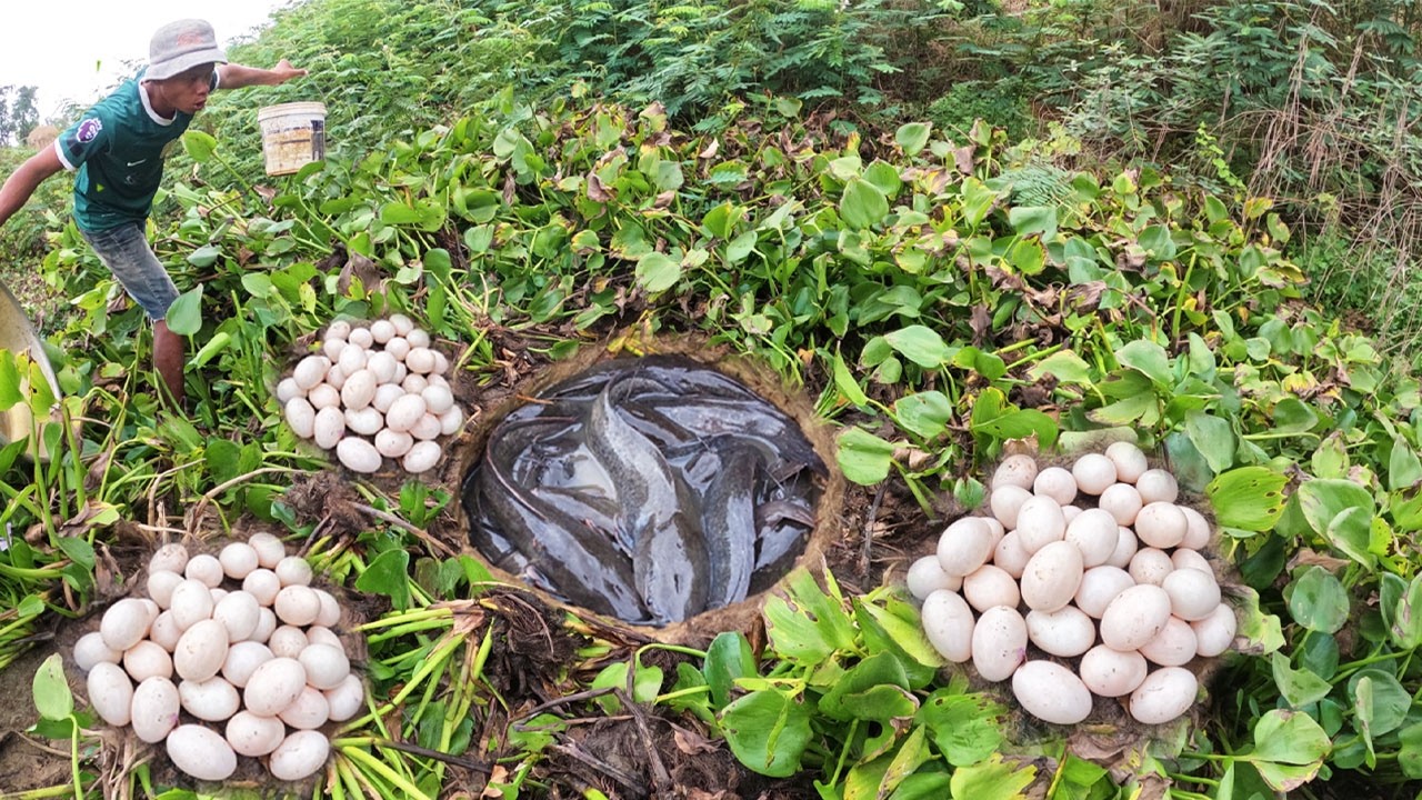 Amazing Fishing - Fisherman catch a lot of fish and pick eggs in river by skills hand