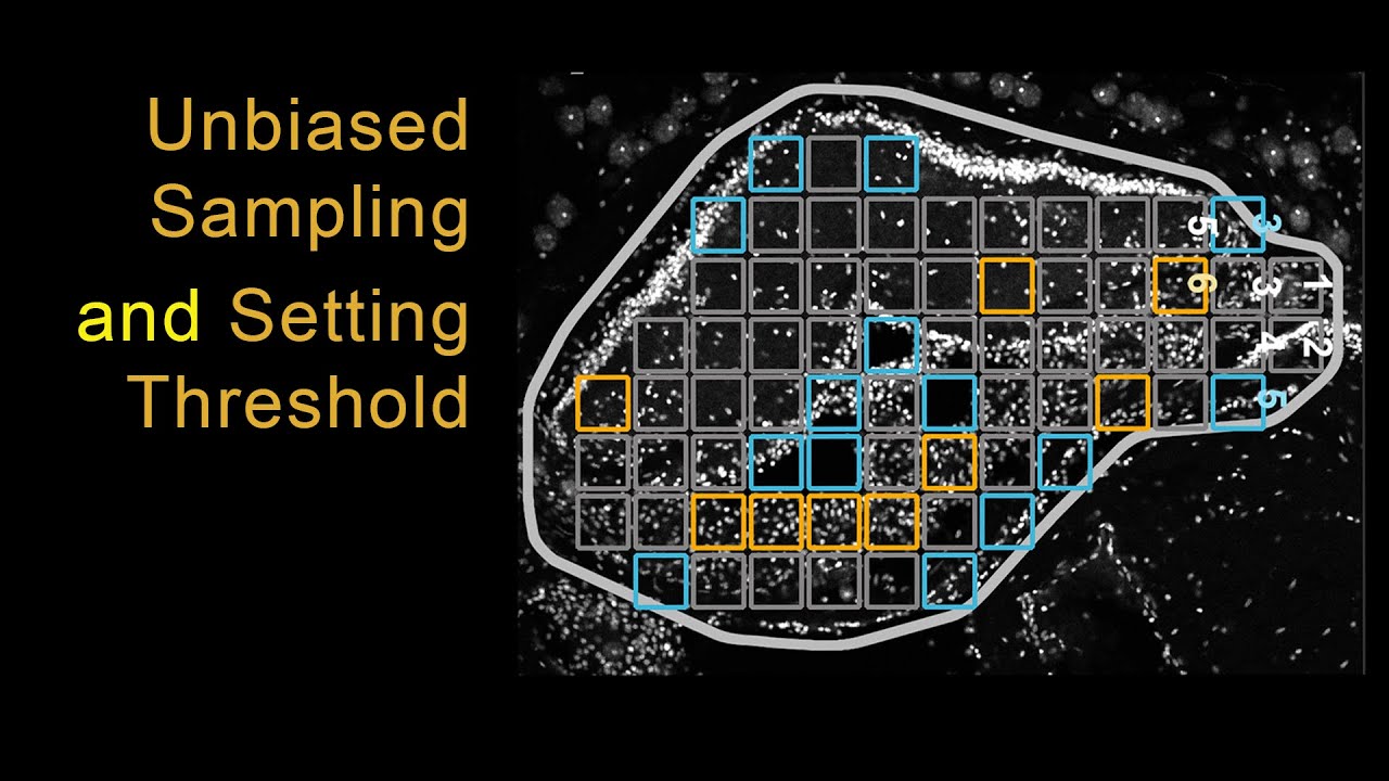 Unbiased sampling and thresholding in scientific research stereology