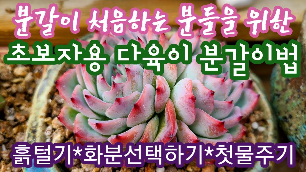 다육이 처음 분갈이 하는 분들을 위한 영상 💕초보자를 위한 다육이 분갈이 방법!