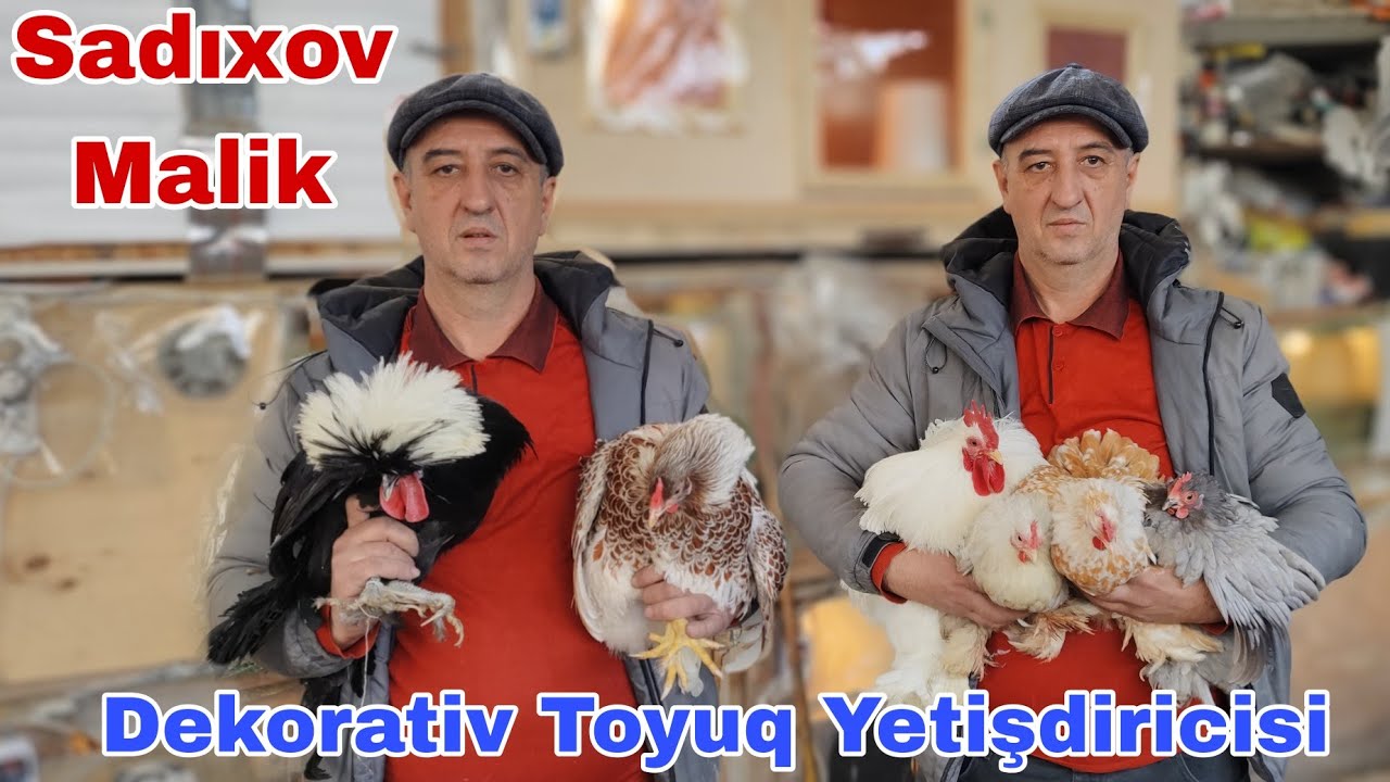 Dekorativ Toyuq yetışdiricisi Malik Sadıxov  #mastaga