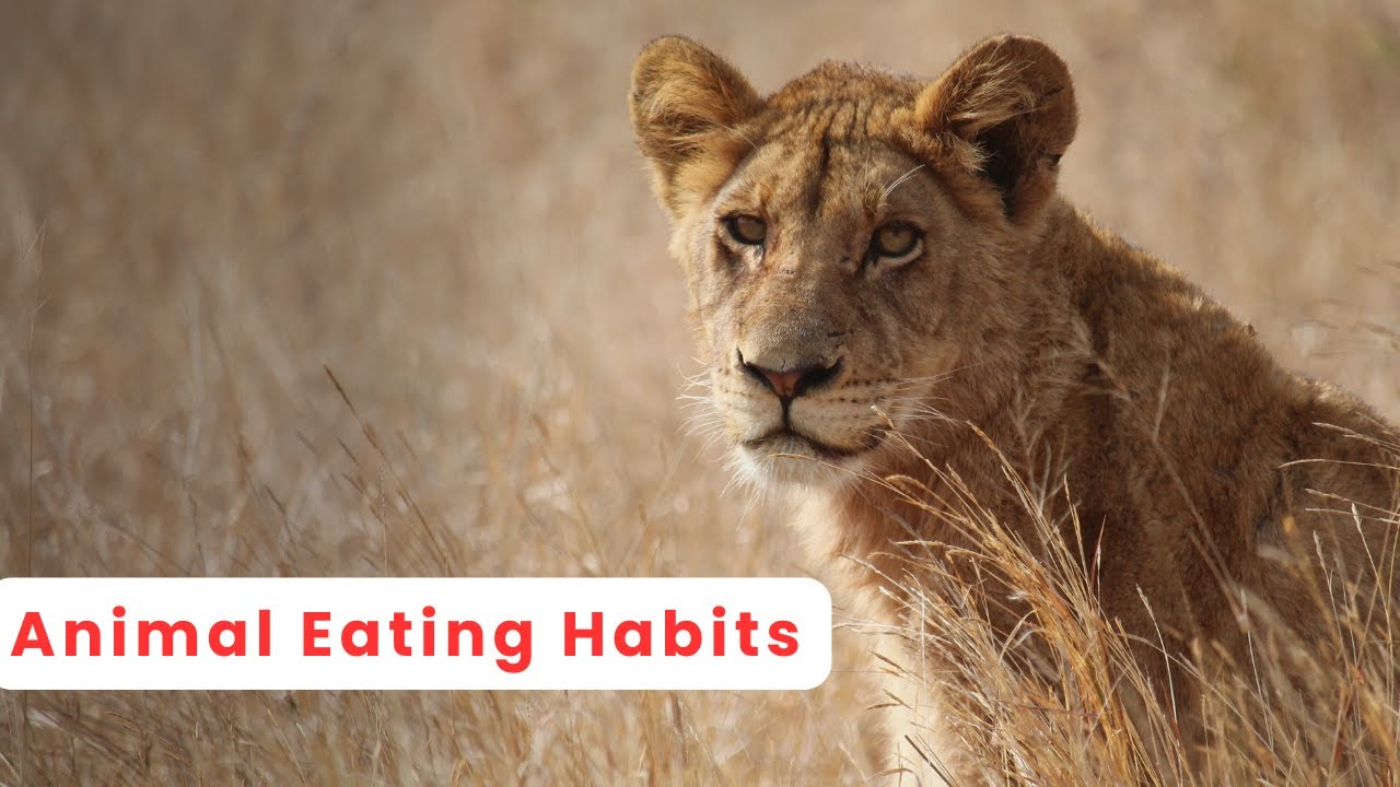 Animal Eating Habits -Carnivores, Herbivores & Omnivores