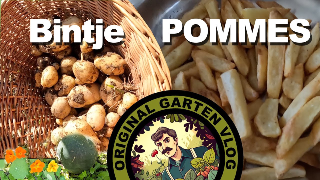 Die eigenen Pommes Kartoffeln ernten und frittieren (Bintje Kartoffel) - Ernte 23 - GartenVlog 23