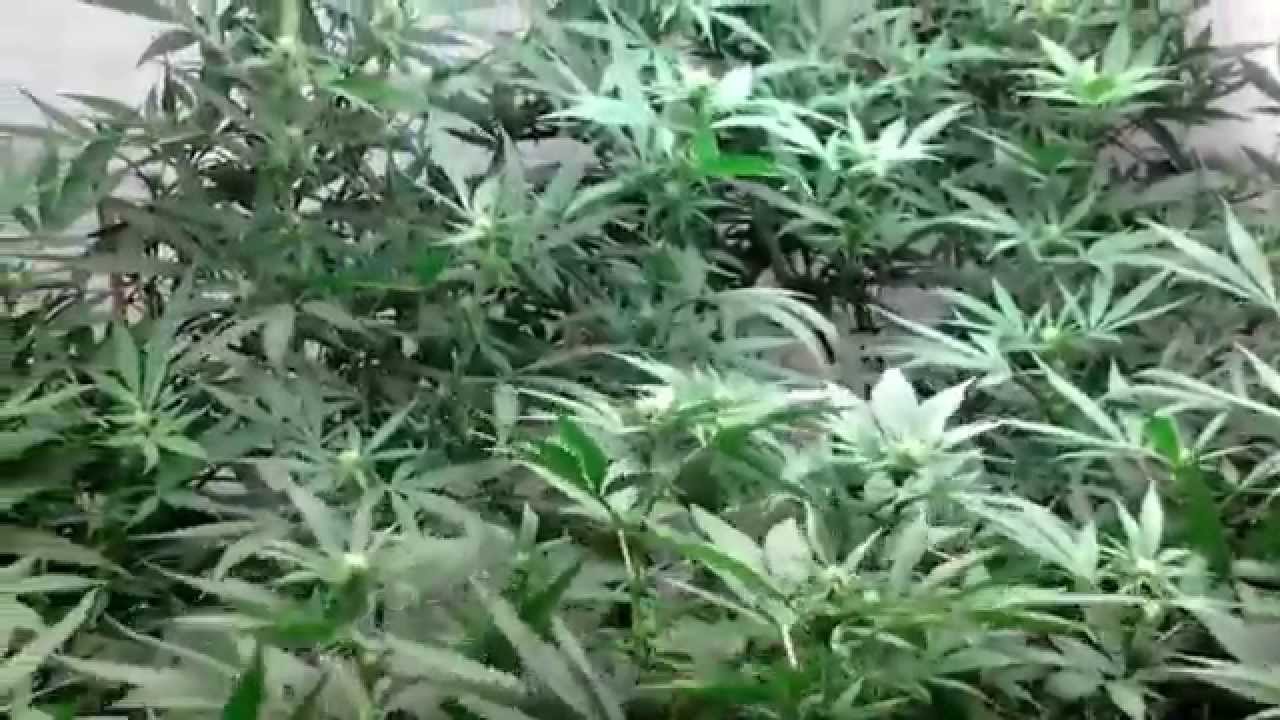 Hyroot's Garden Day 15