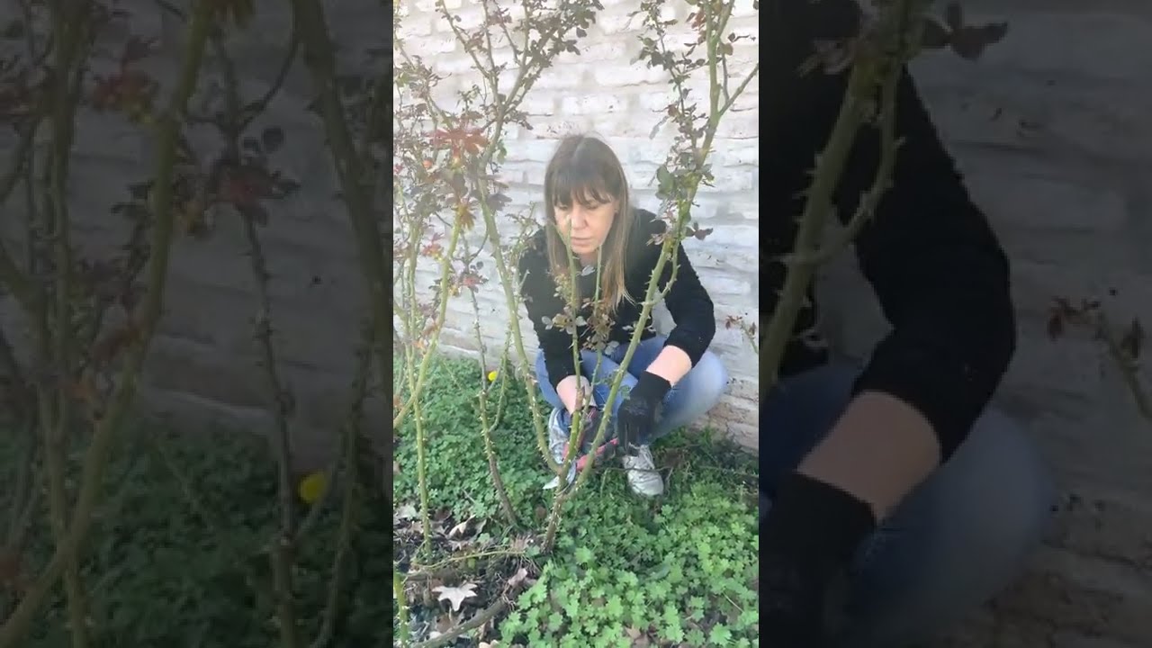 Poda de rosas con brotes avanzados