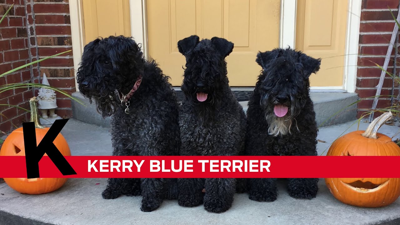 K is for Kerry Blue Terrier