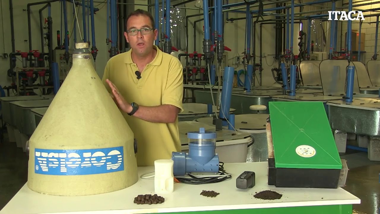 Fish feeding systems