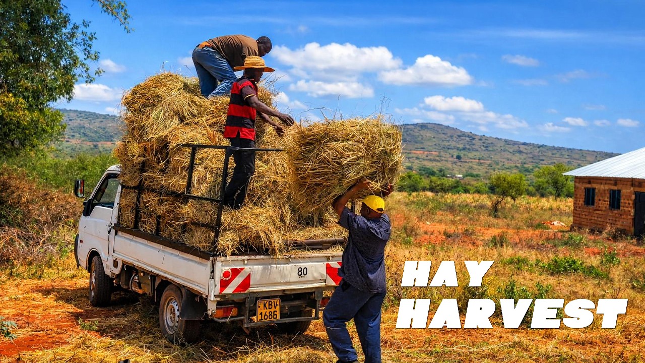 The Long Trip to Find Hay | Authentic Rural Life