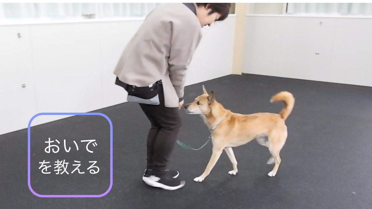 「おいでを教える」