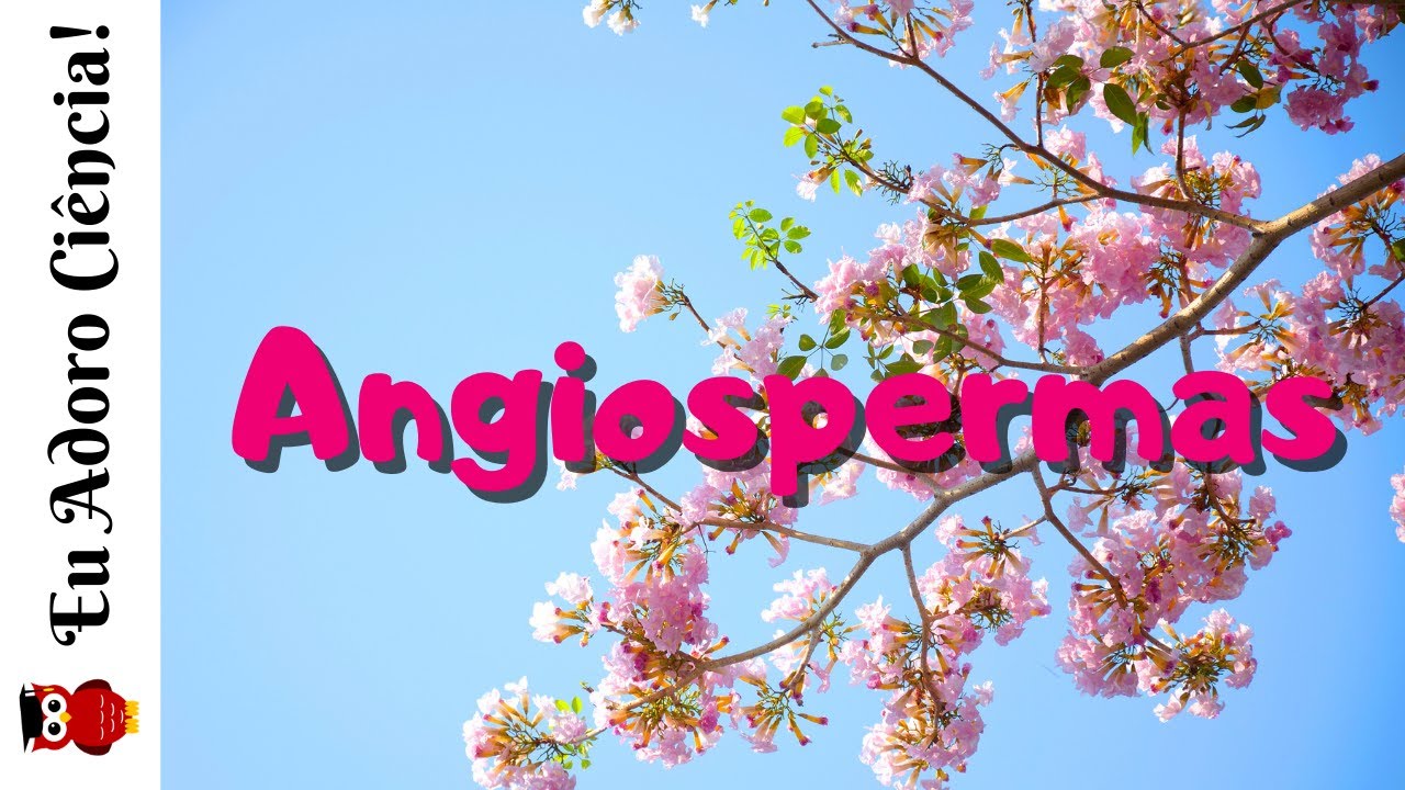 Angiospermas