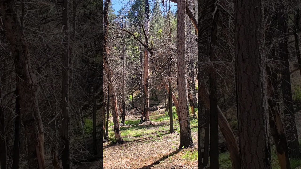 Lou 'The Old Goat' Giddings vs Dead Pine 'The Widow Maker' Tree