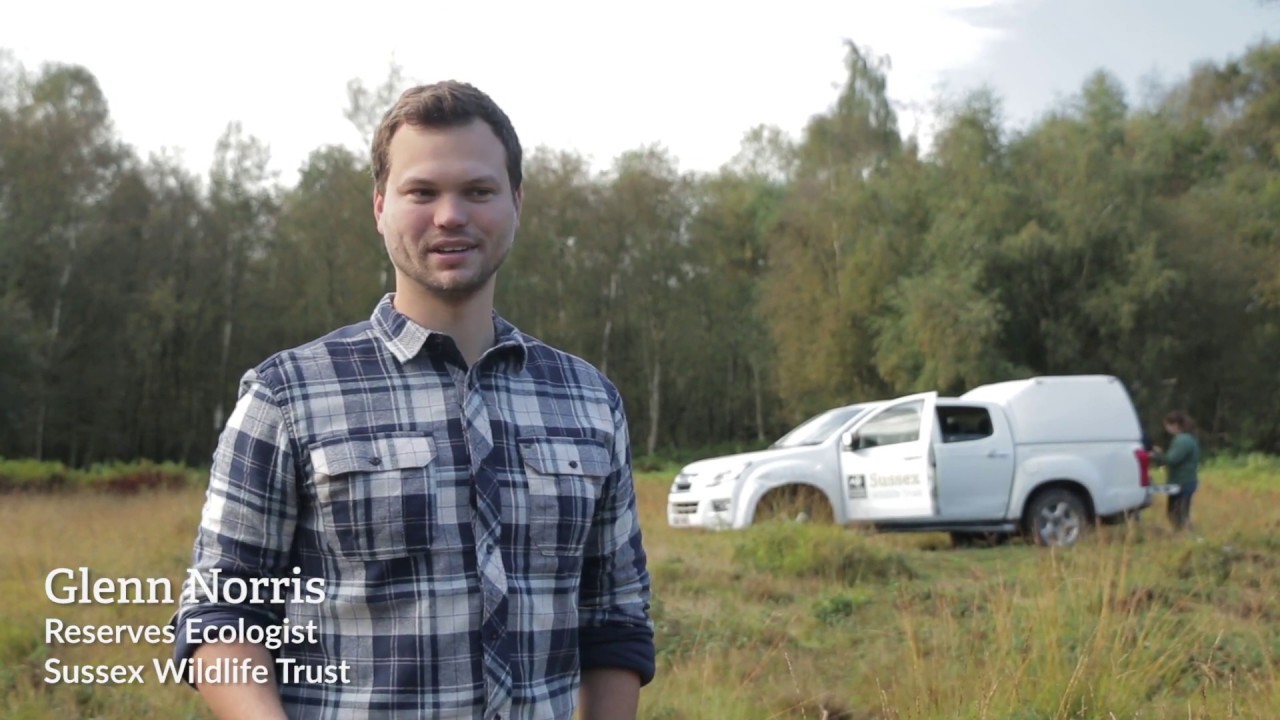 Marsh Gentian Planting