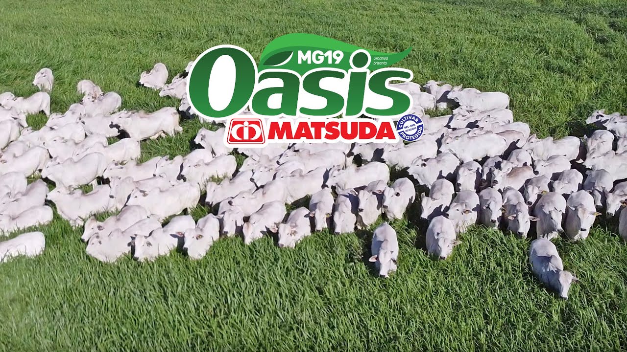 MG19 OÁSIS é a Evolução das brachiarias