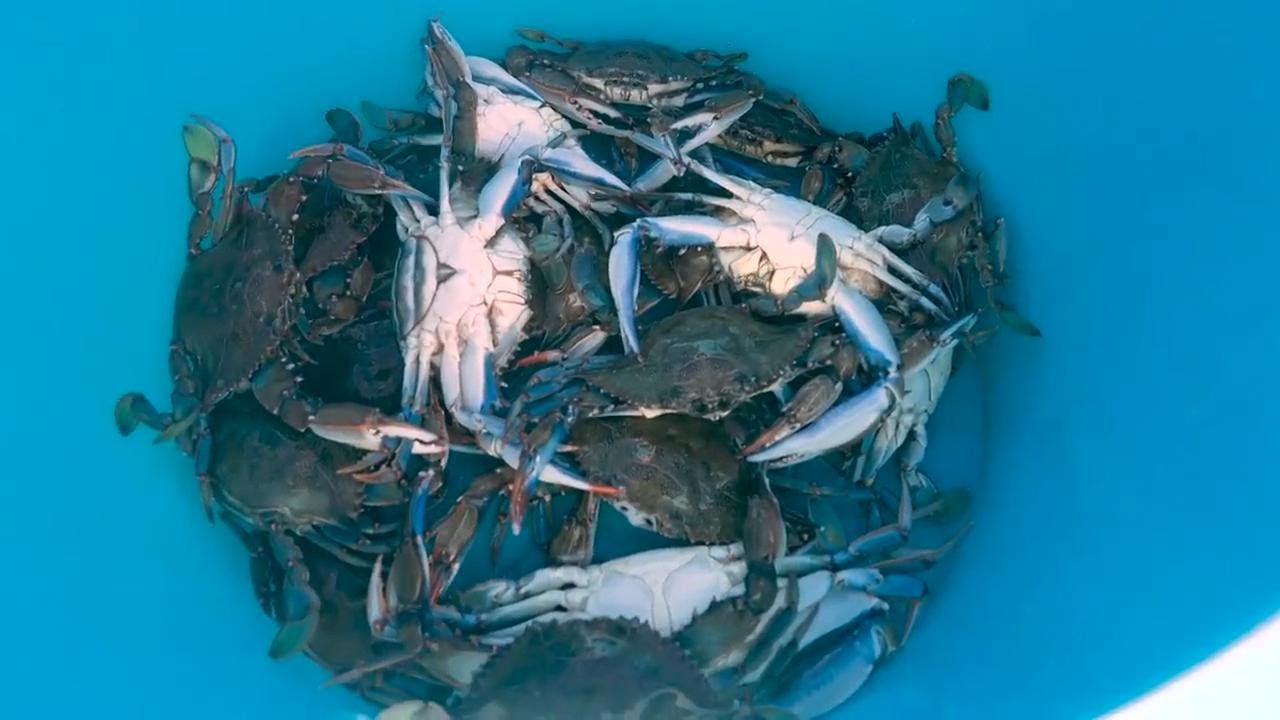 Friend or Foe? Chefs cook blue crabs threatening Italy's marine ecosystem