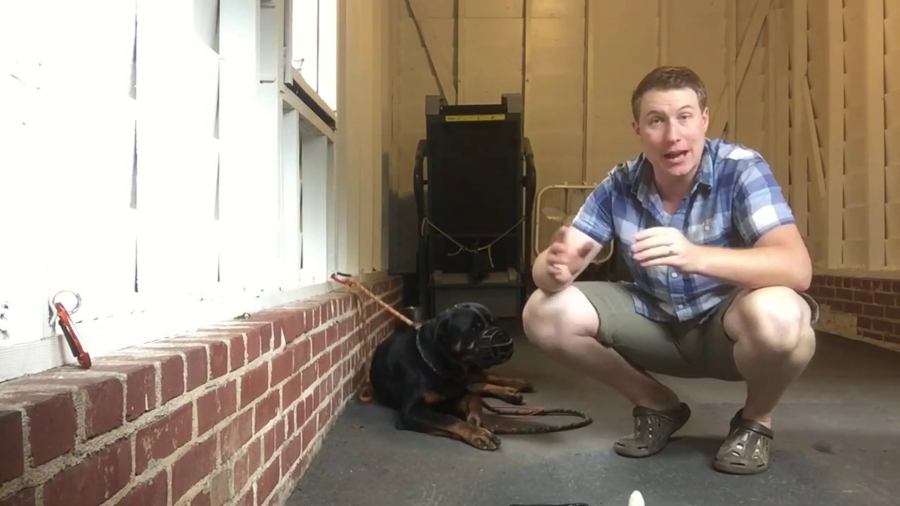 How To Muzzle A Dog That Will Bite You