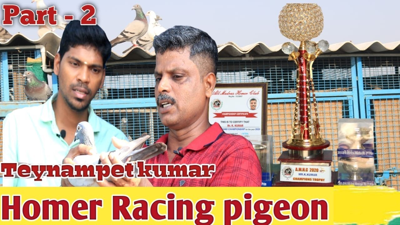 பந்தய ஹோமர் புறா வளர்ப்பு முறை | Racing Homer Pigeon | Full details about pigeon Race