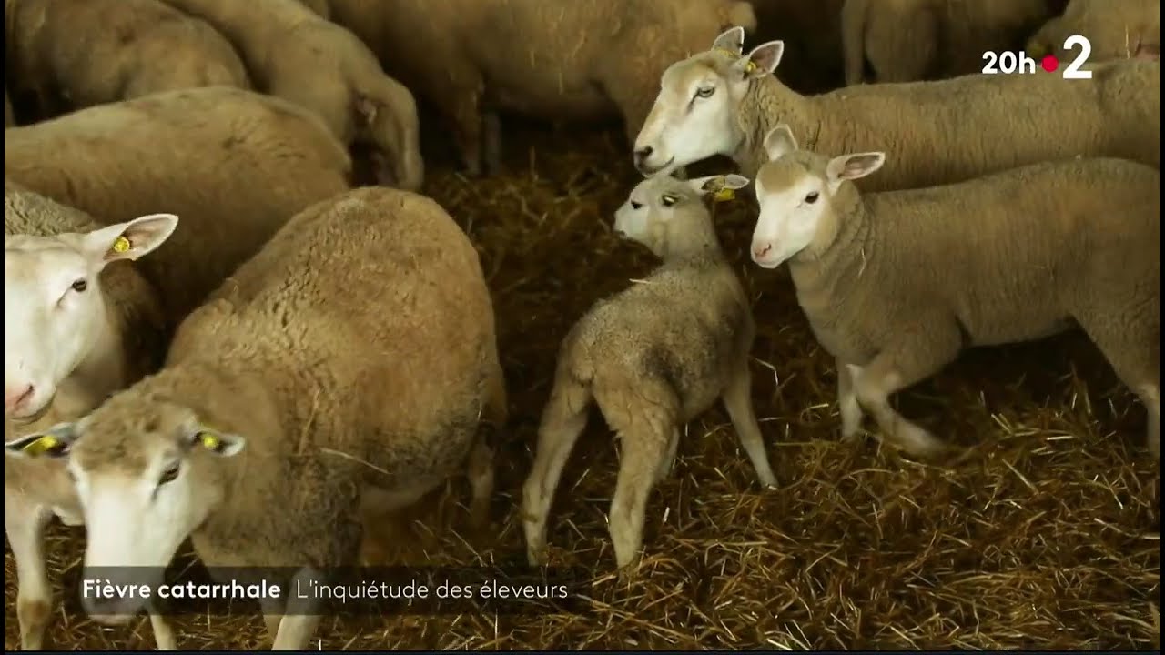 Reportage Fièvre catarrhale ovine - 20H France 2