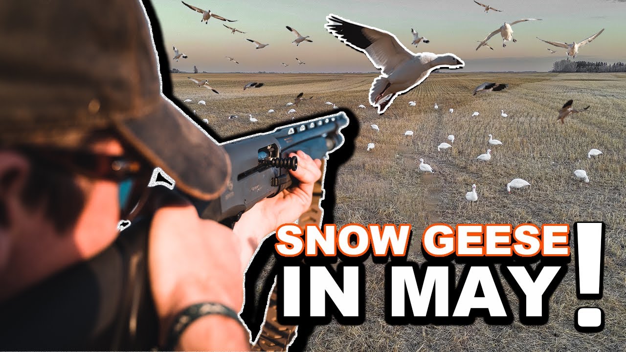 NEW FULL BODIES Landing Big Groups!! Epic Late-Spring Snow Goose Hunt!