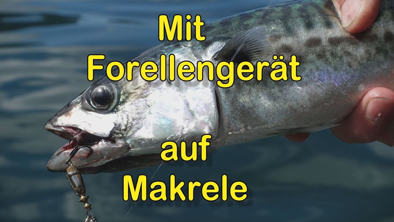 Mit UL Forellengerät auf Makrele