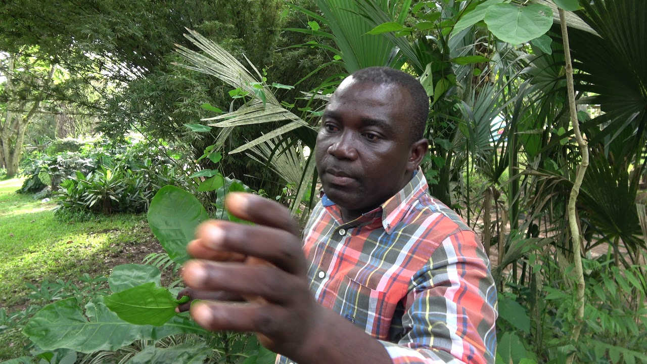 Medicinal Plants at Aburi Botanical Gardens - Ghana May 2018 Tour