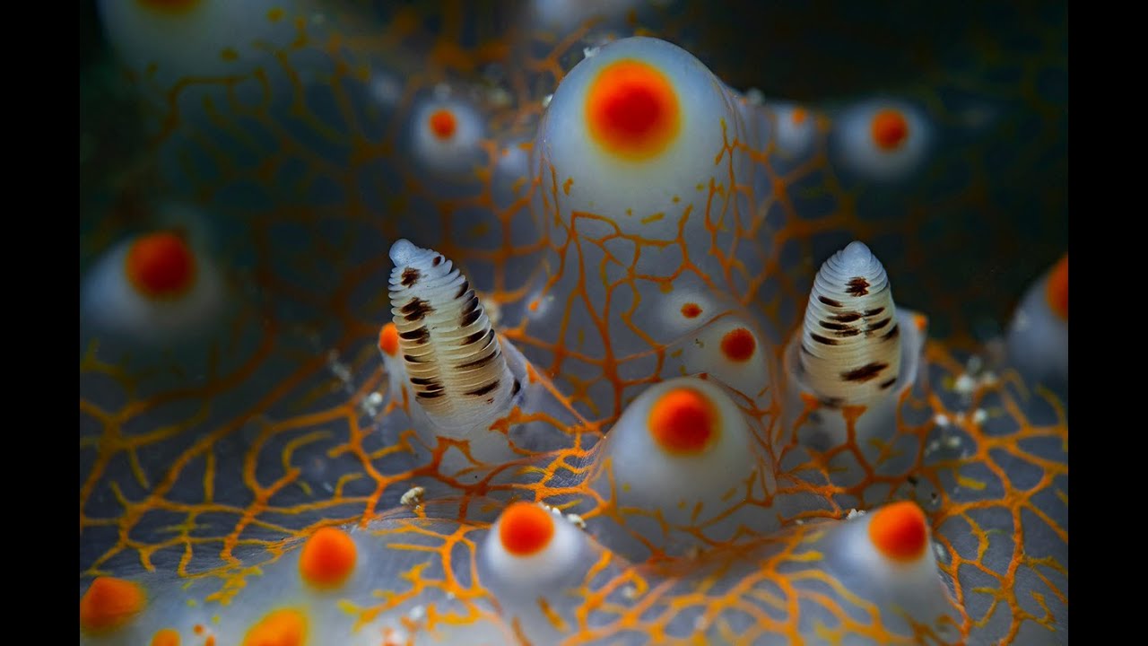 Deep reef - Tranan