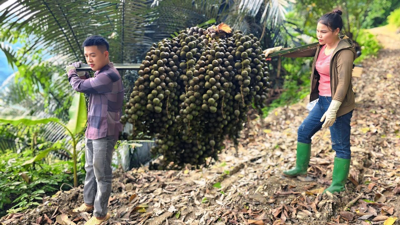 Harvesting Dac Fruit - Processing Delicious Mountain Specialties