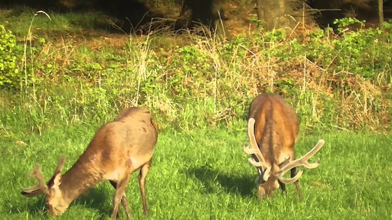 Jagd im Mai - Rehb&ouml;cke Hirsche und Schmalrehe