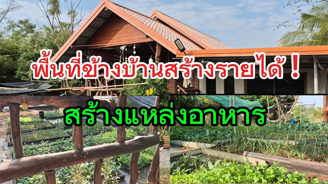 พื้นที่รอบบ้านสร้างรายได้ทุกวัน #เกษตรพอเพียง #เกษตรผสมผสาน #คลังอาหารหลังบ้าน #บ้านและสวน 