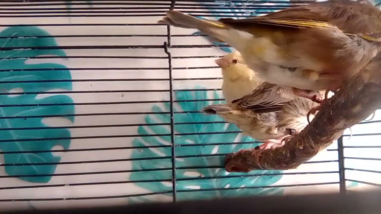 Entre début et mi juin, naissance tarin , deuxième couvée verdier 🪶🐦