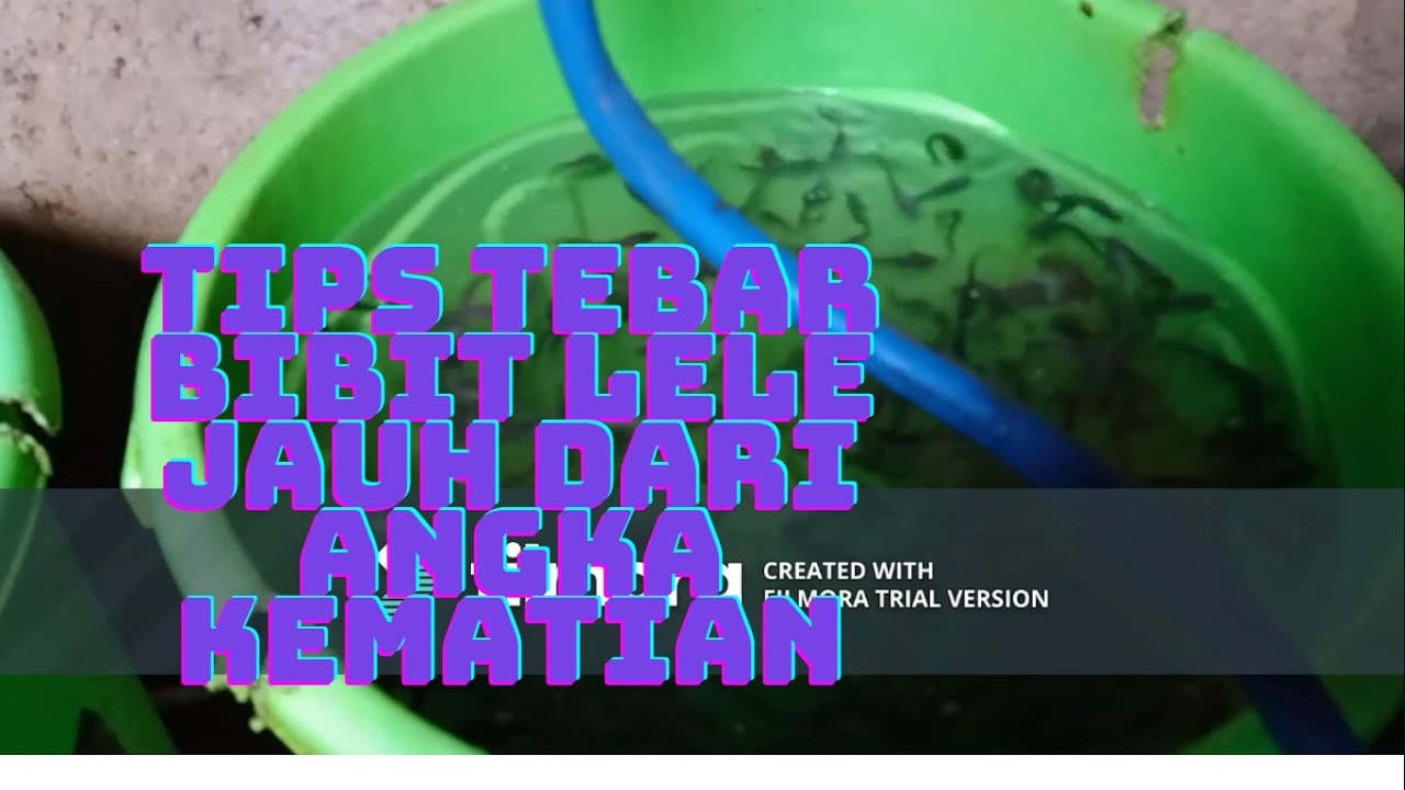ingin tahu triknya .tebar lele padat 1000 ekor di ember aman angka kematian 1% simak Dong videonya..
