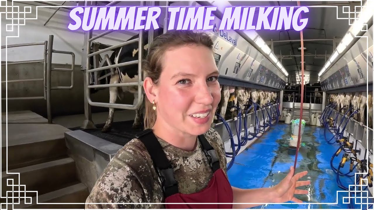 Milking Cows and a Cheese Building Update!
