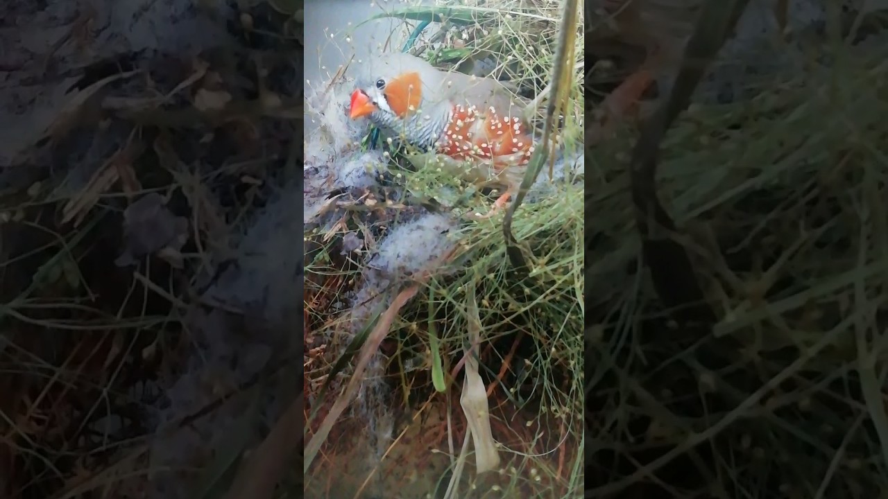 Zebra finch like to build nests @shortcuttv1320